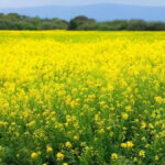 जानिए शुद्ध सरसों का तेल पहचानने के सही तरीके। कच्ची घानी, लकड़ी के कोल्हू से निकले सरसों तेल के फायदे और मिलावट से बचने की पूरी जानकारी।