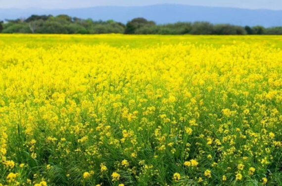 जानिए शुद्ध सरसों का तेल पहचानने के सही तरीके। कच्ची घानी, लकड़ी के कोल्हू से निकले सरसों तेल के फायदे और मिलावट से बचने की पूरी जानकारी।